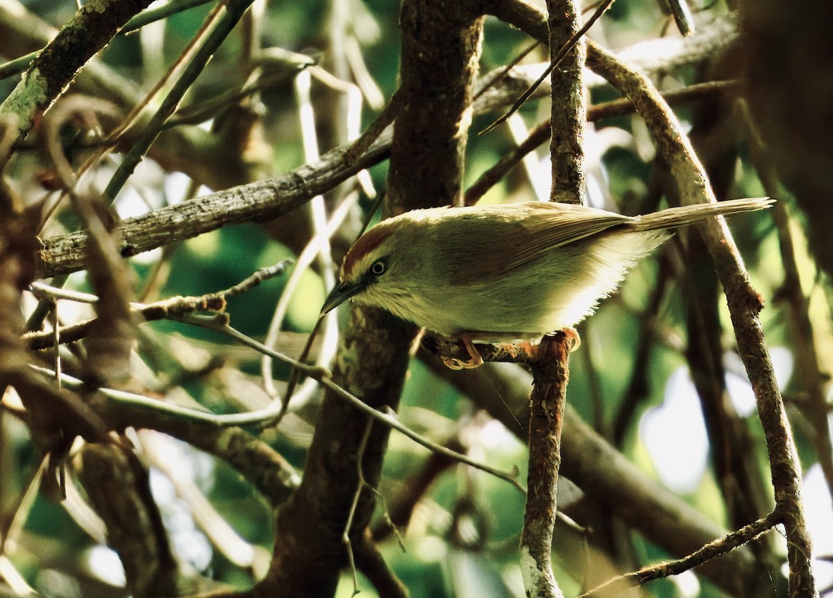 Strichelmeisentimalie - ML646782099