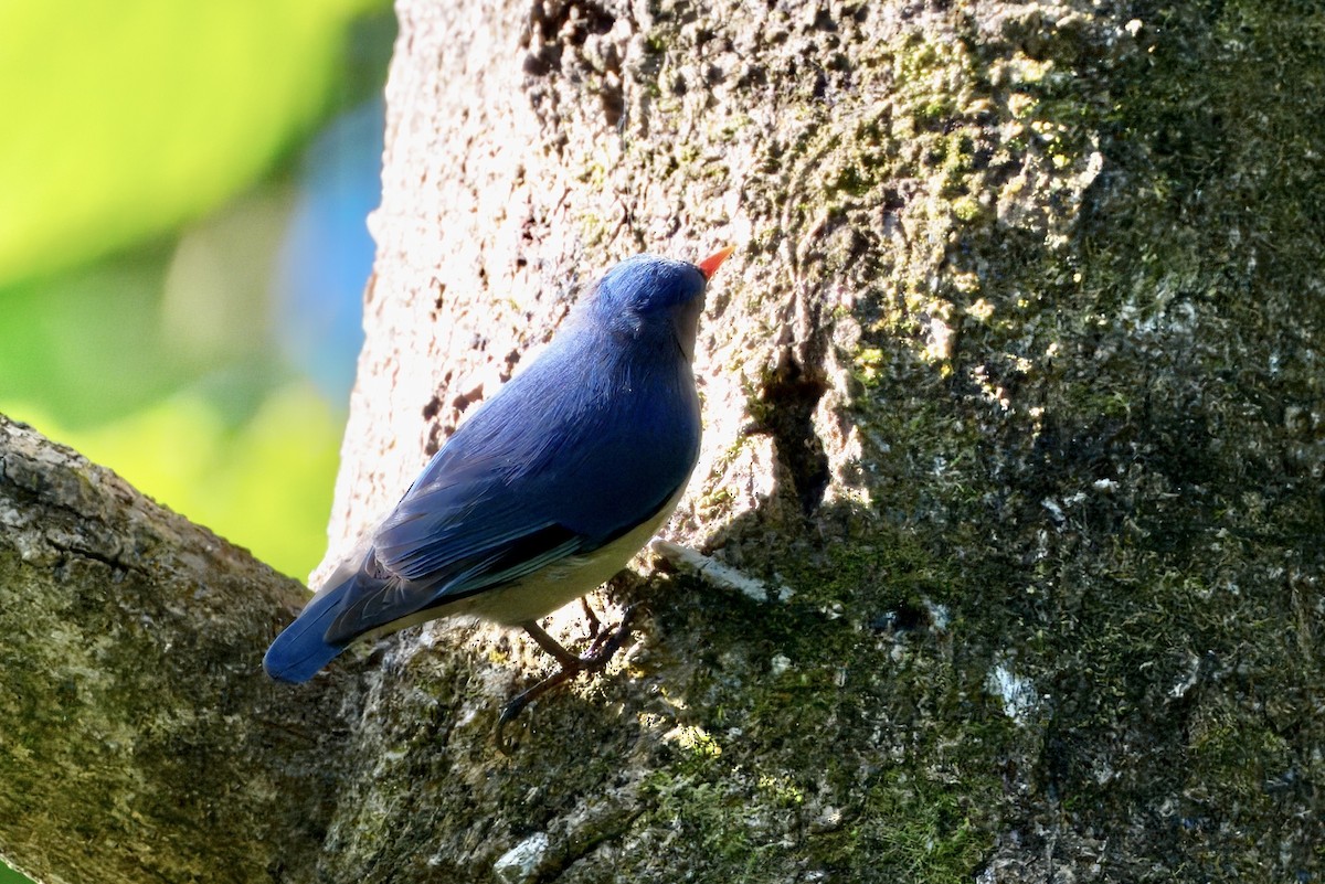 Velvet-fronted Nuthatch - ML646782100