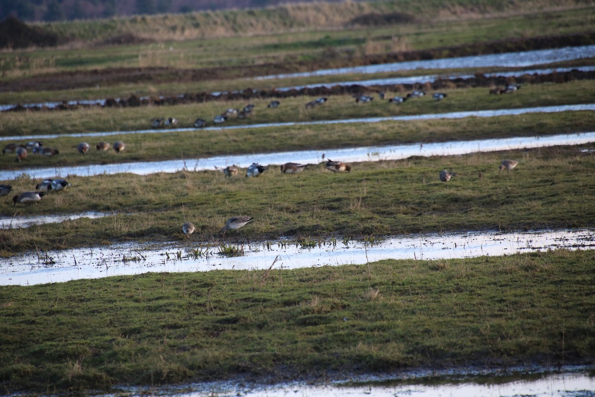 לוחם - ML646782106