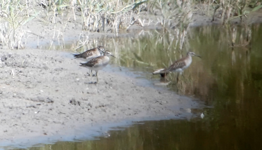 vodouš bahenní - ML646782107