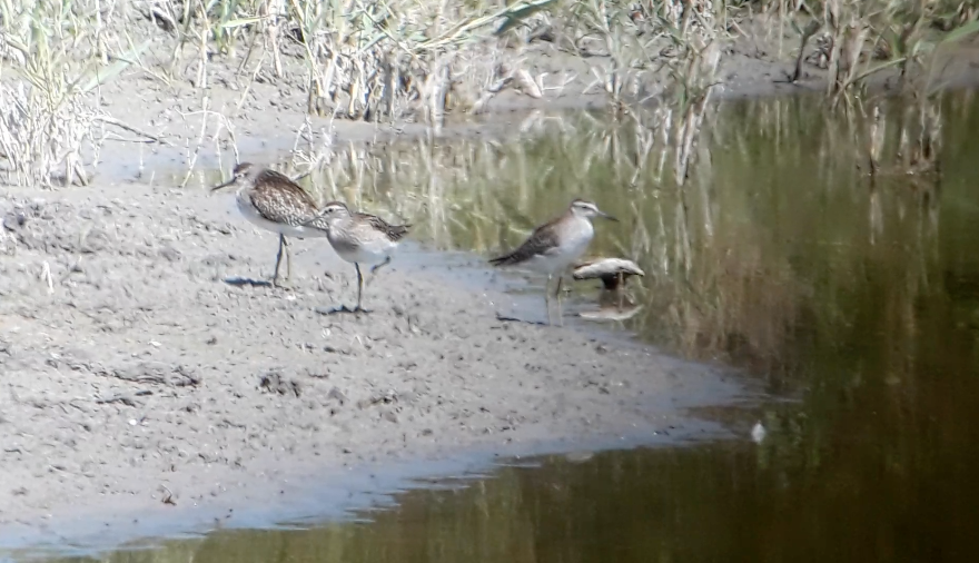 vodouš bahenní - ML646782108