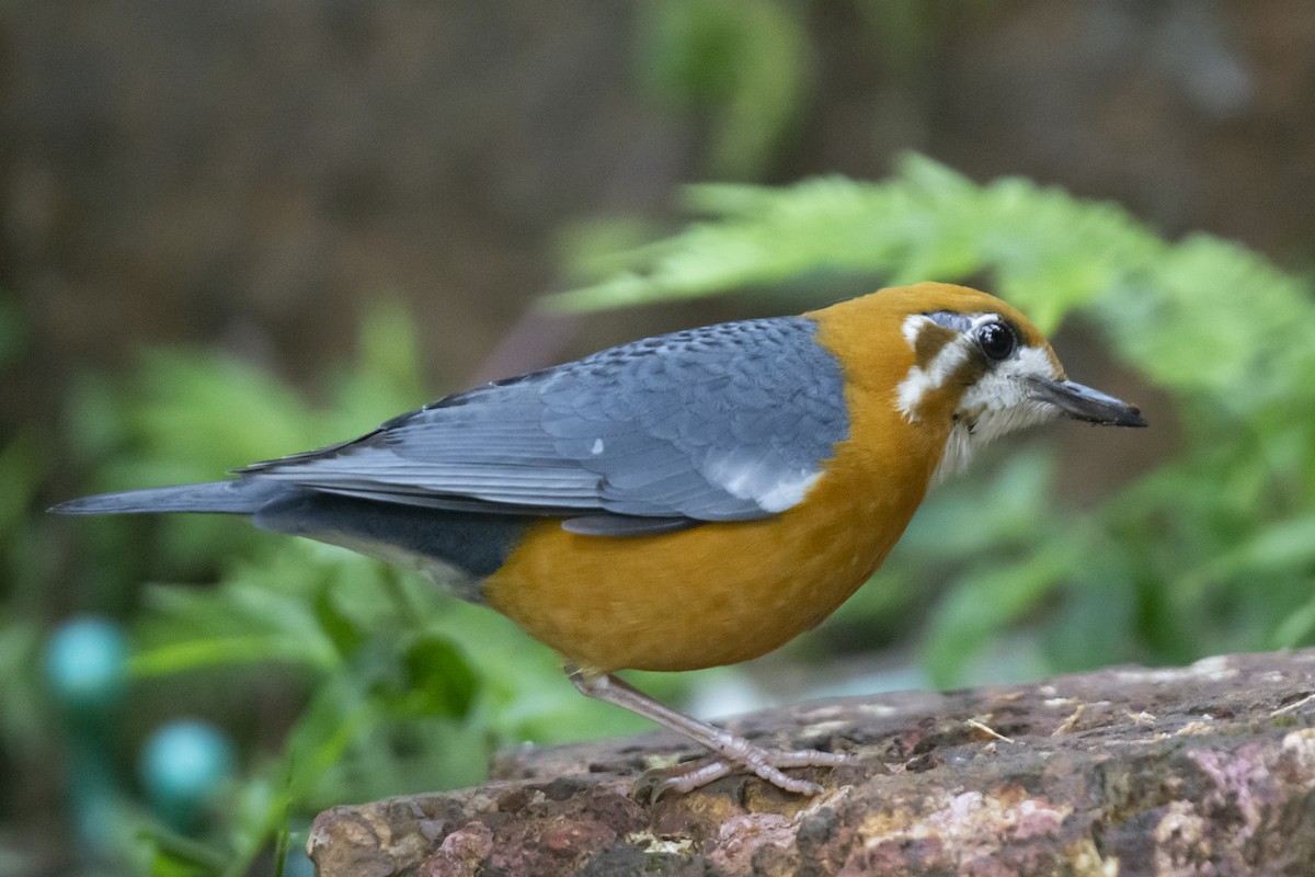 Orange-headed Thrush - ML646782109