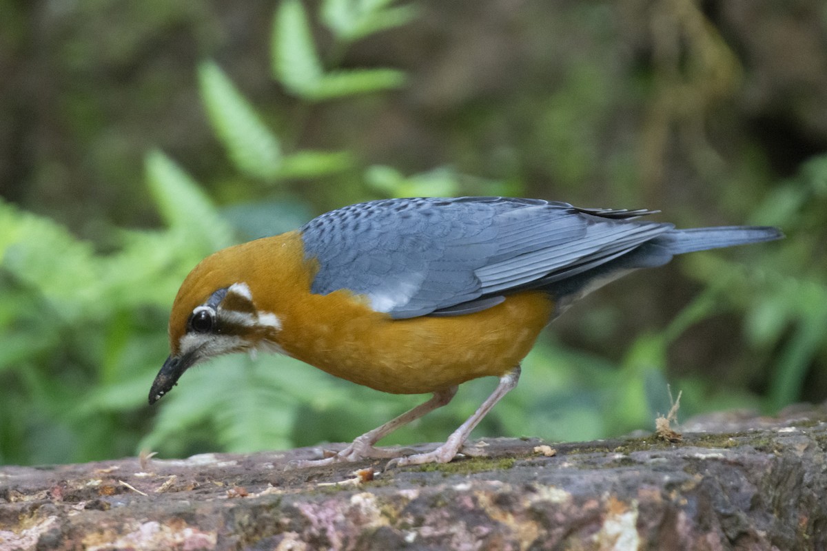 Orange-headed Thrush - ML646782110