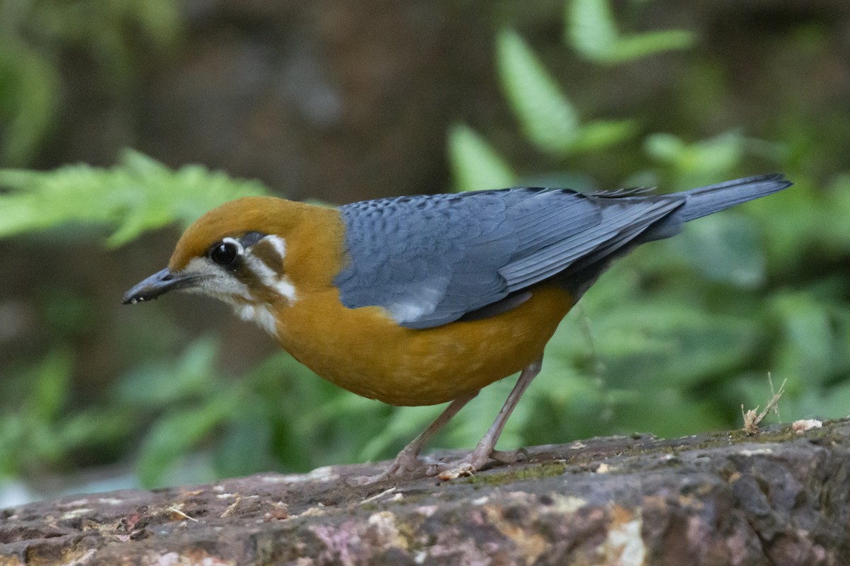 Orange-headed Thrush - ML646782111