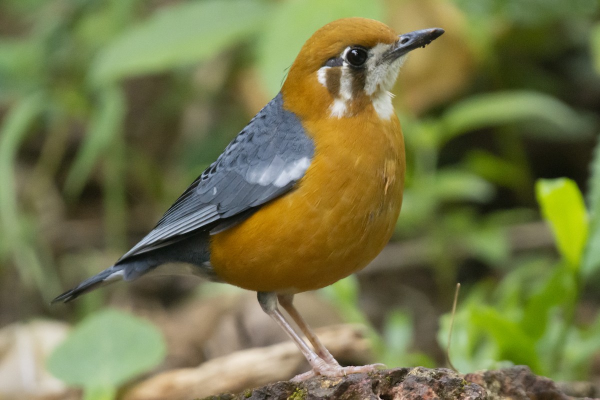 Orange-headed Thrush - ML646782112