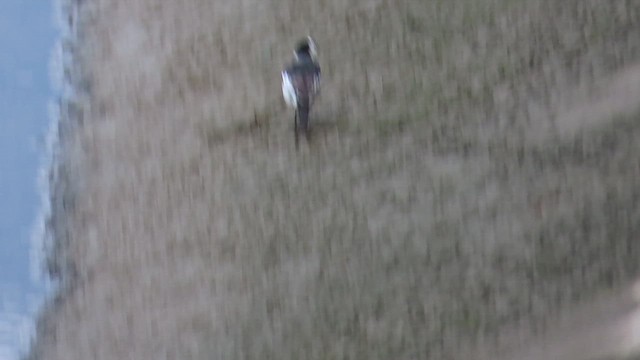 White Wagtail (Chinese) - ML646782113