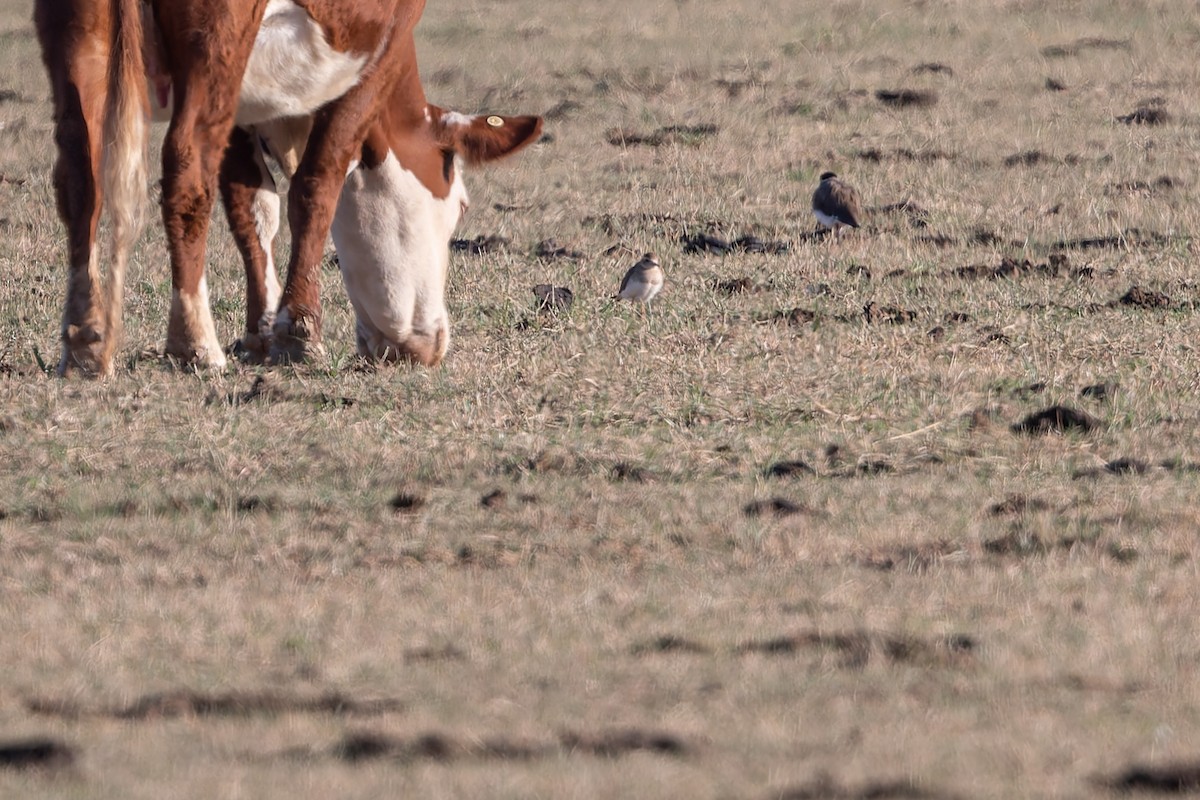 Oriental Plover - ML646782115