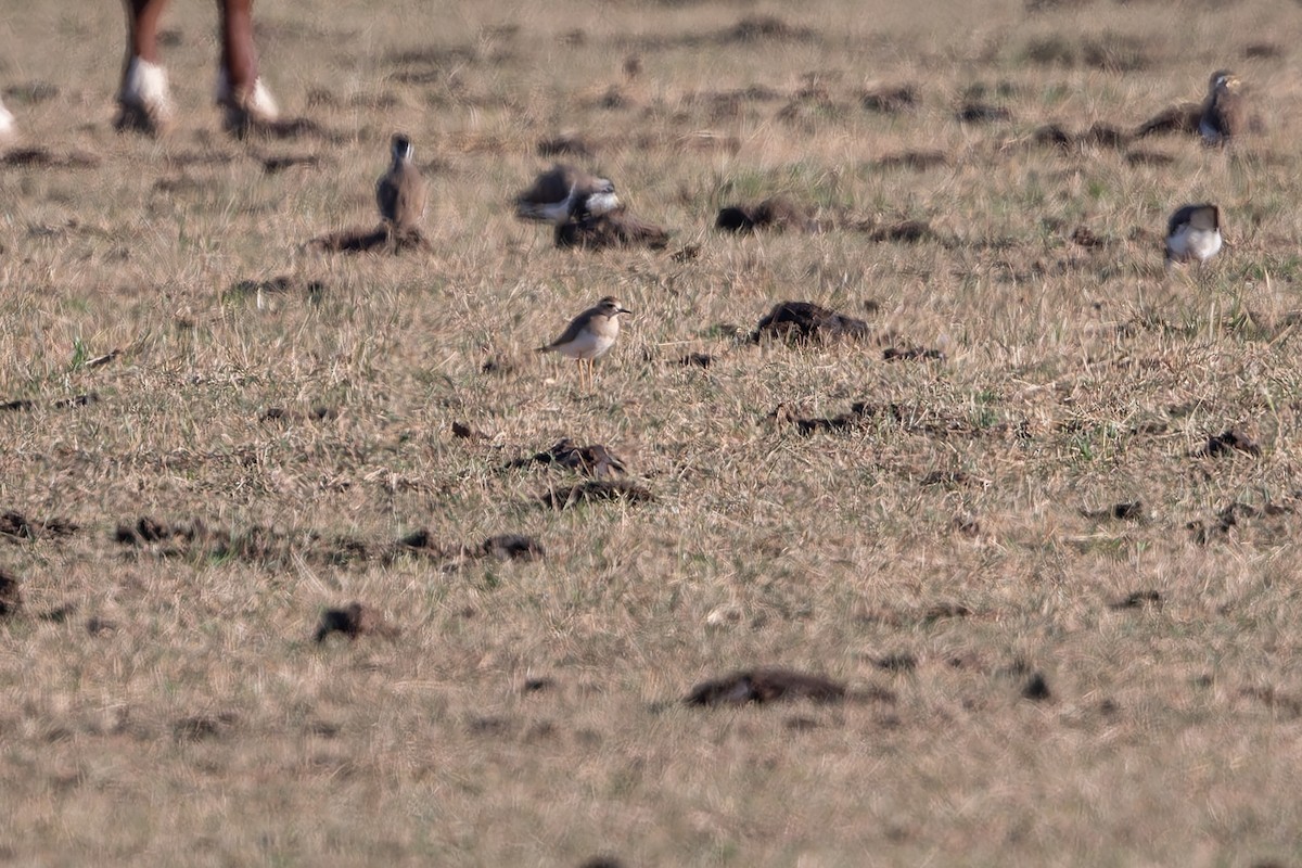 Oriental Plover - ML646782116