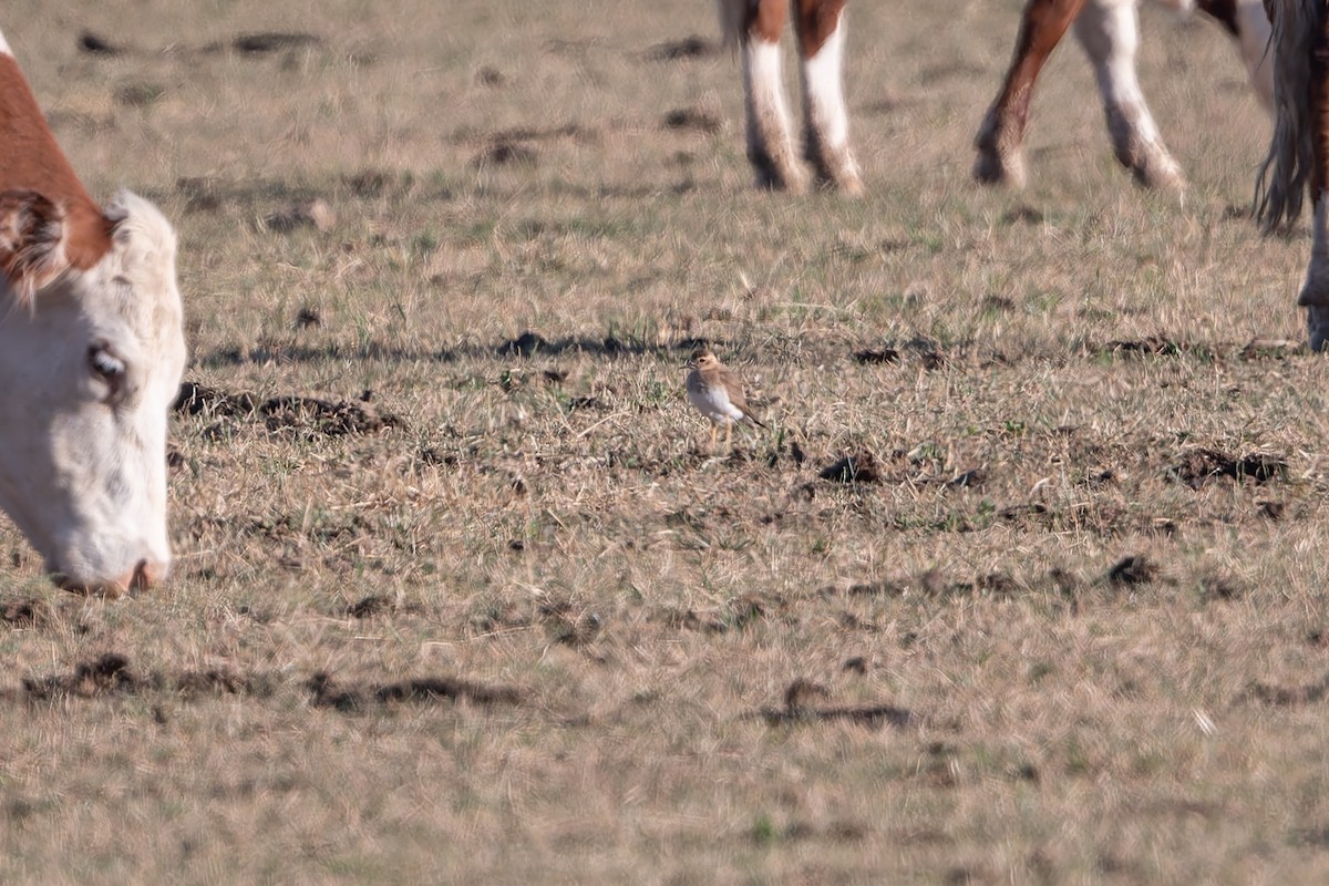 Oriental Plover - ML646782117