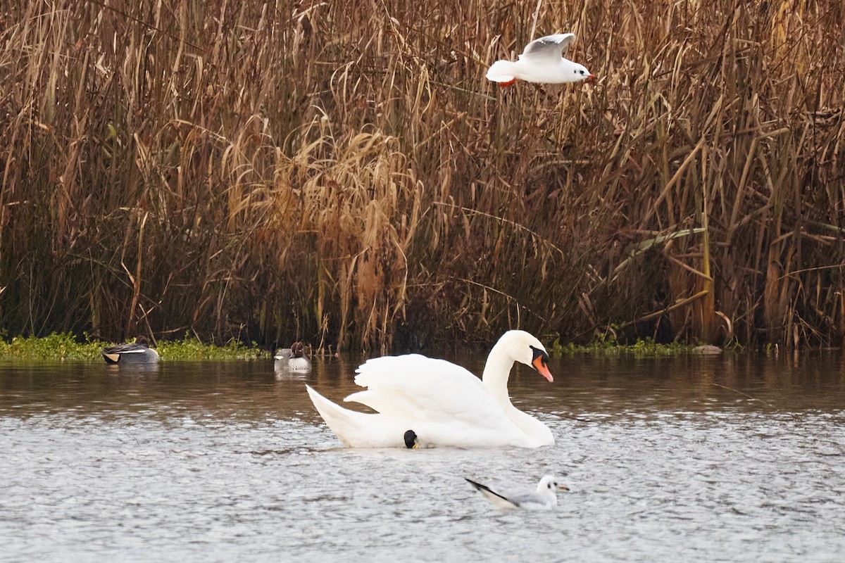 疣鼻天鵝 - ML646782119