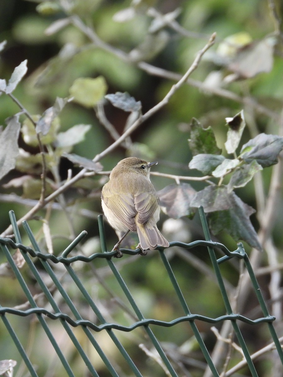 Common Chiffchaff - ML646782124
