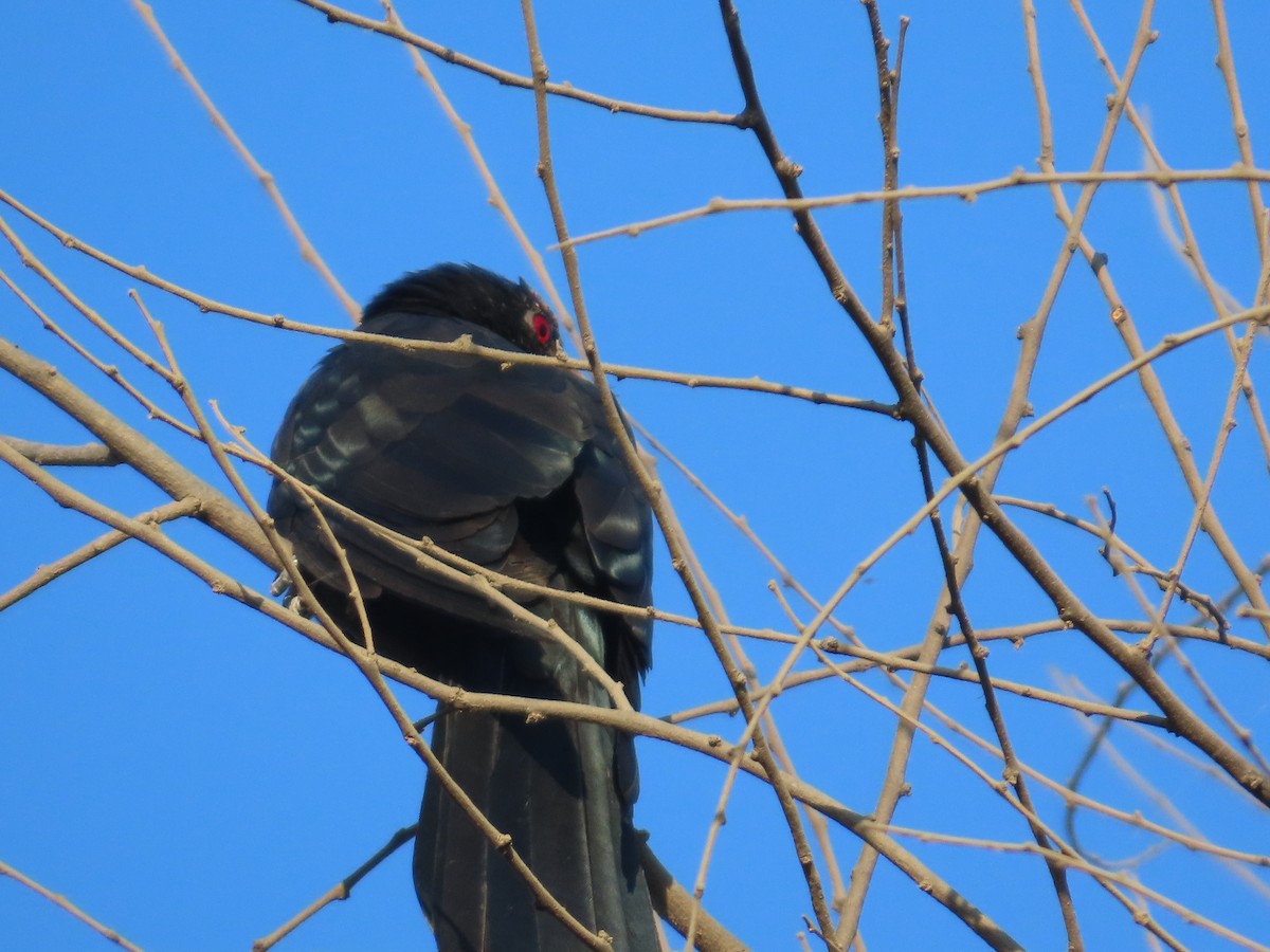 Asian Koel - ML646782125