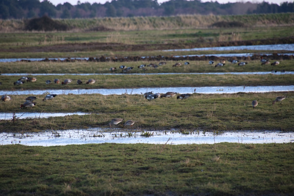 לוחם - ML646782126