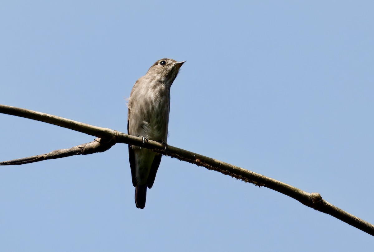 Dark-sided Flycatcher - ML646782127