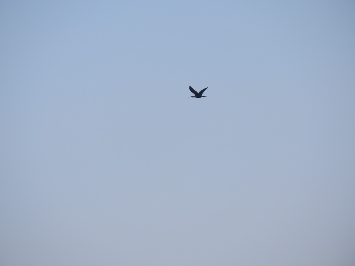 Glossy Ibis - ML646782128