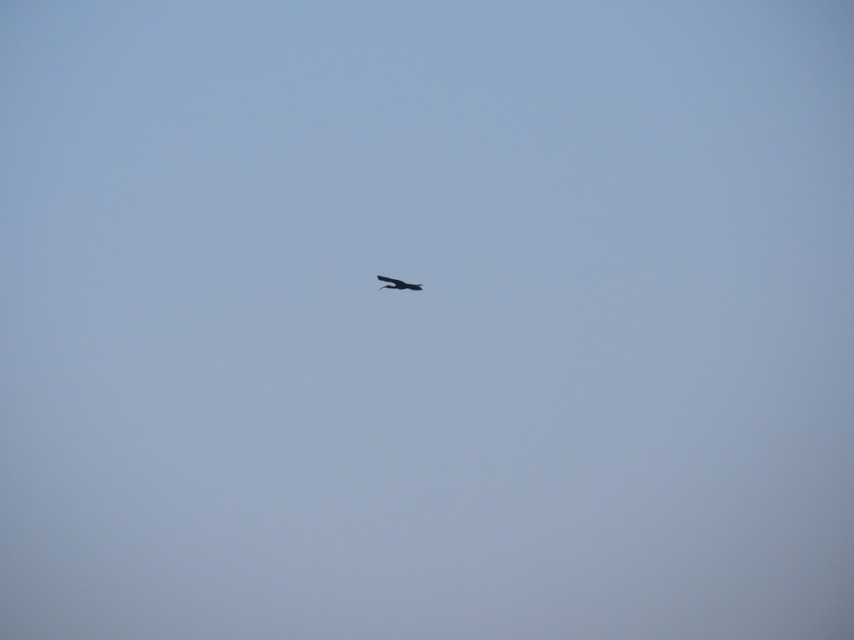 Glossy Ibis - ML646782129