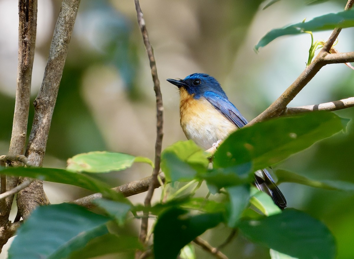 Hill Blue Flycatcher - ML646782131