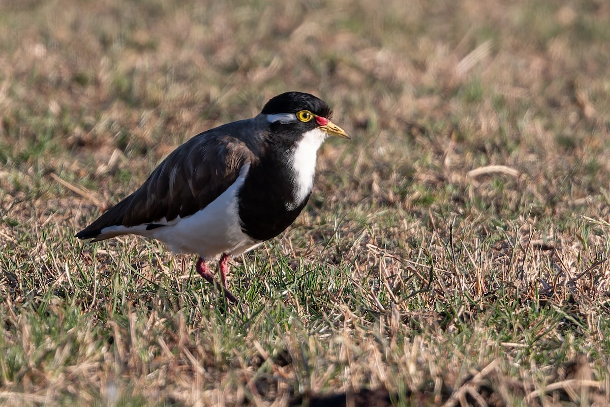 Banded Lapwing - ML646782132