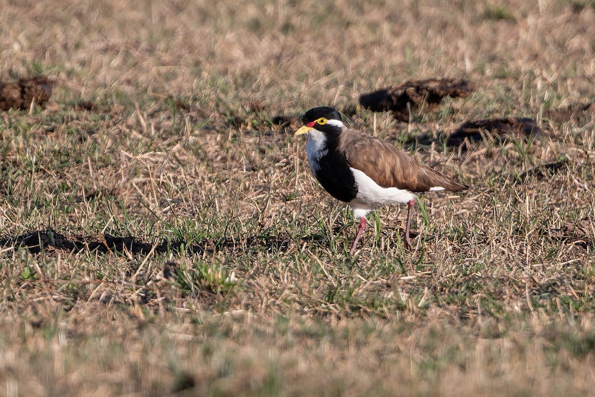 Banded Lapwing - ML646782133