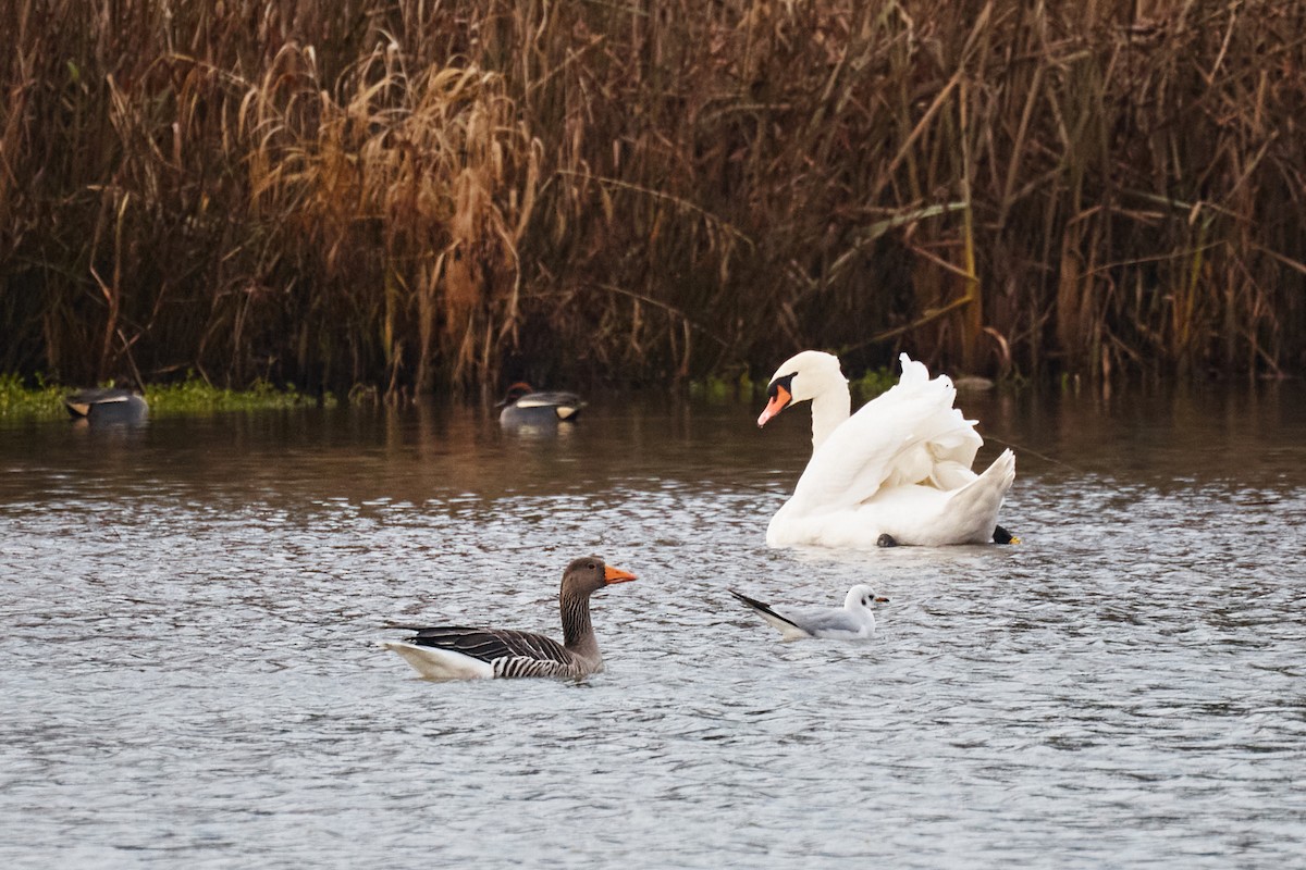 灰雁 - ML646782134