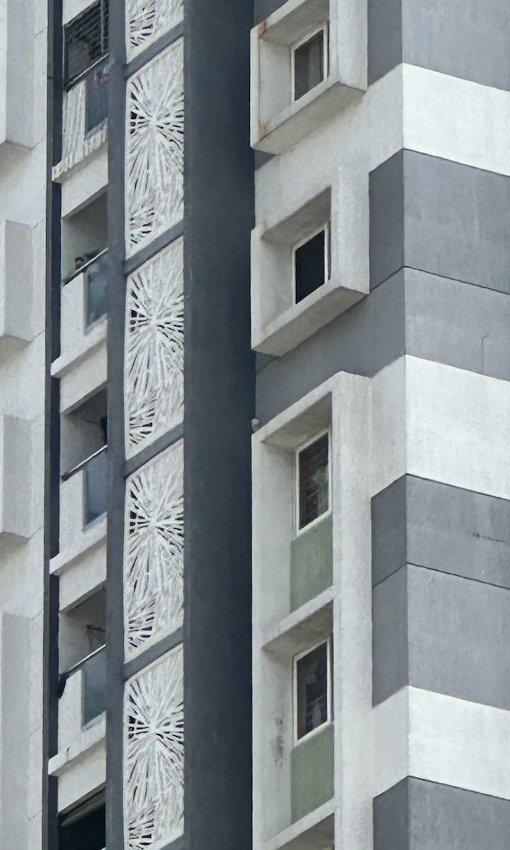 Peregrine Falcon - ML646782135