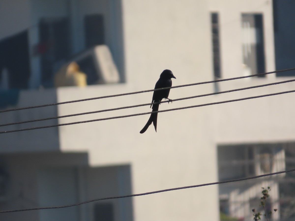 Black Drongo - ML646782136