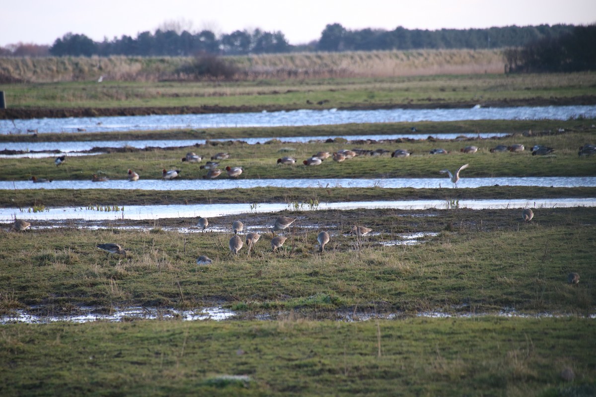לימוזה מצויה - ML646782137