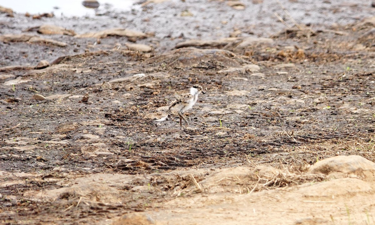 Chorlitejo Tricollar - ML646782138