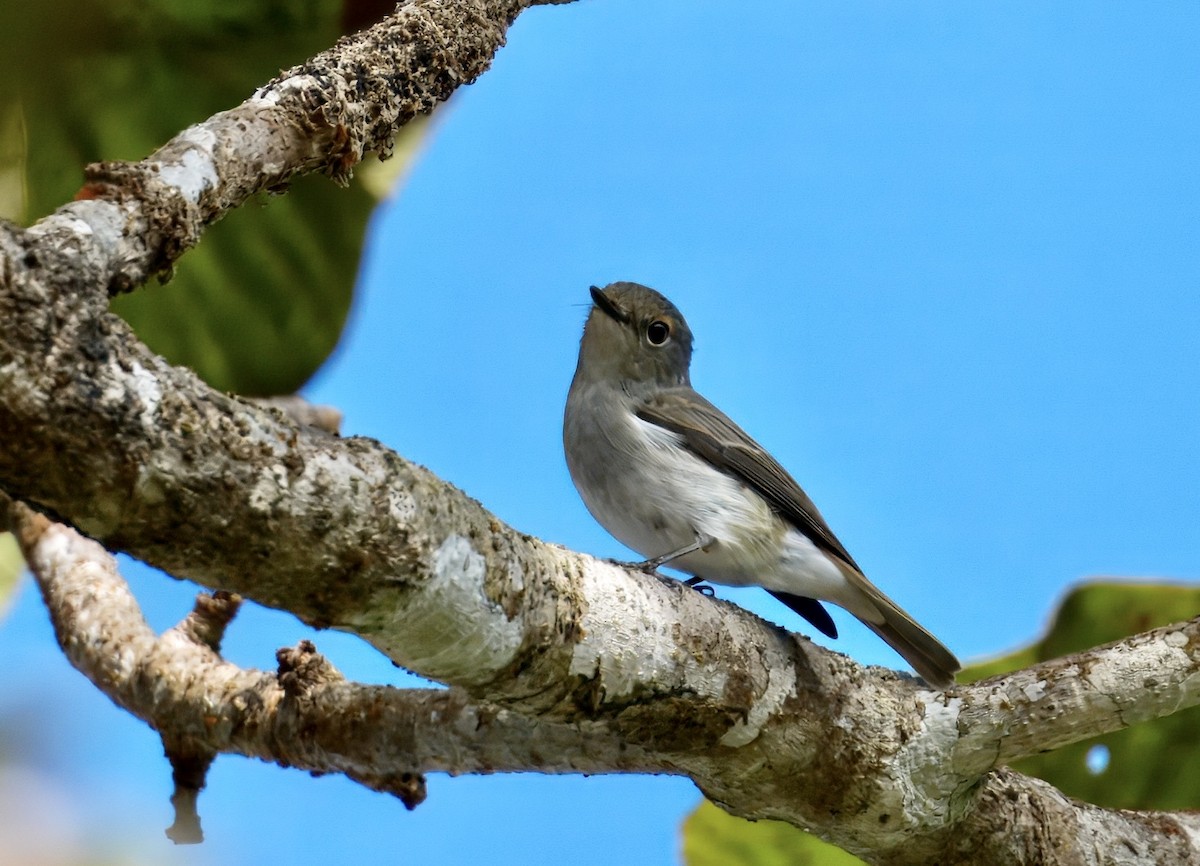 Little Pied Flycatcher - ML646782139