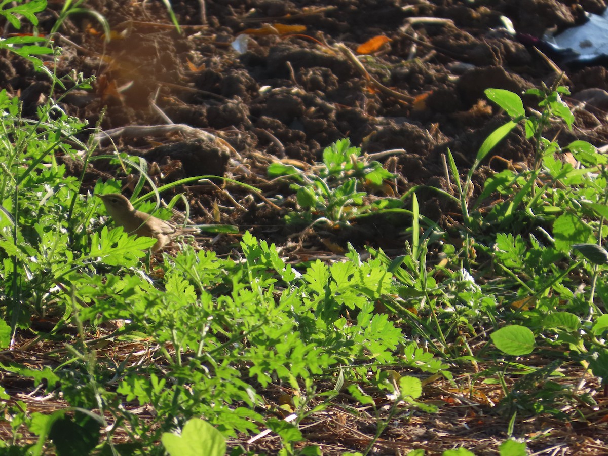 Booted Warbler - ML646782140