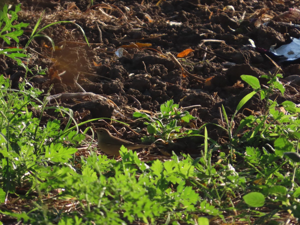 Booted Warbler - ML646782141