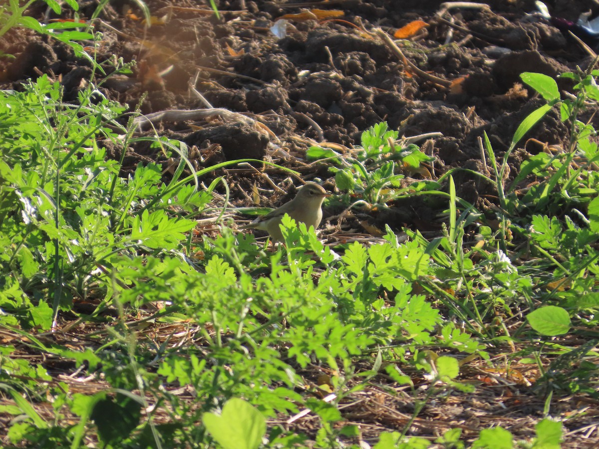 Booted Warbler - ML646782142
