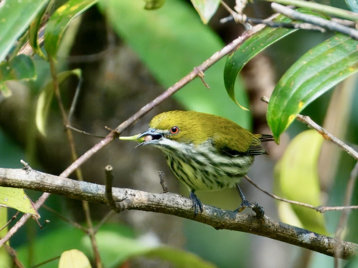 Yellow-vented Flowerpecker - ML646782146