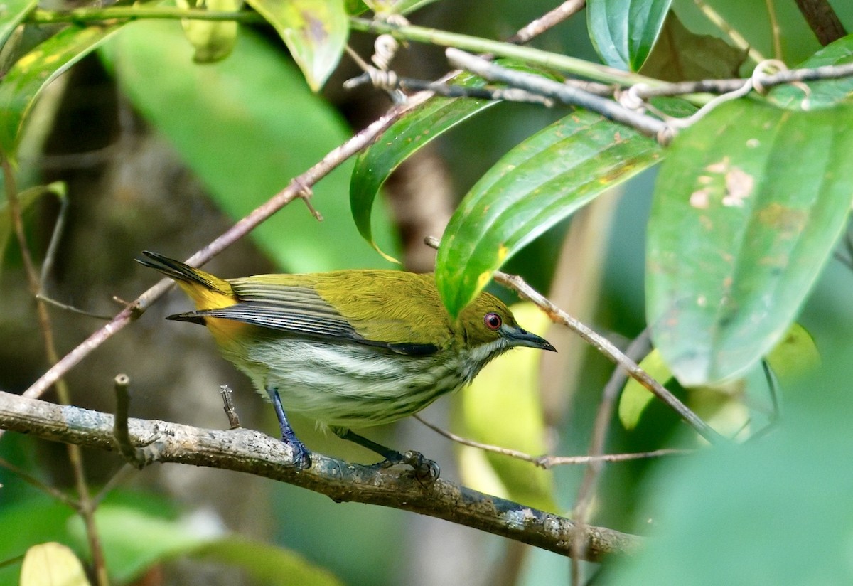 Yellow-vented Flowerpecker - ML646782147