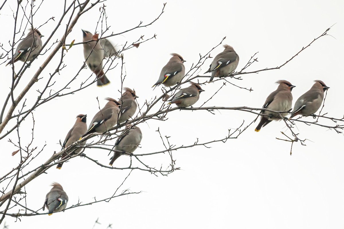 Buztanori boreala - ML646782148