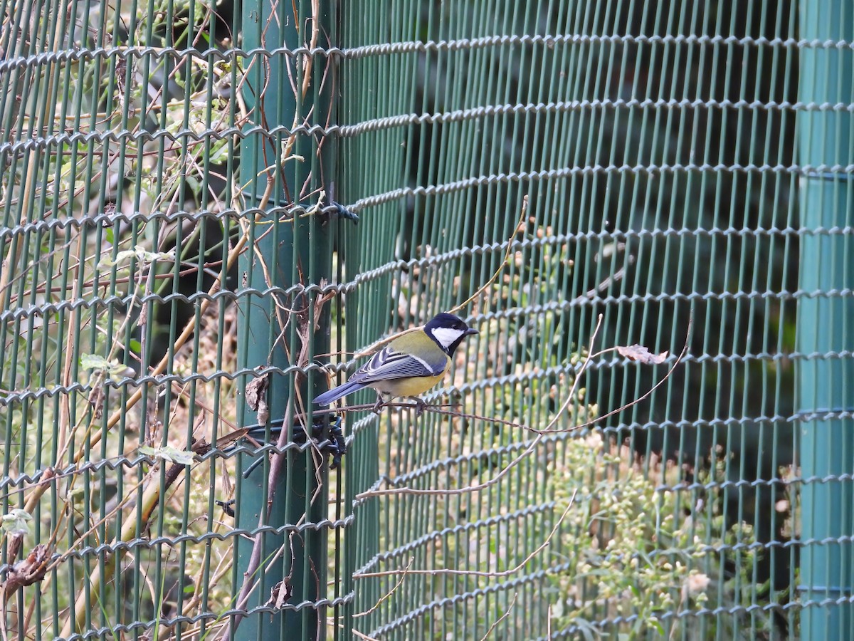 Great Tit - ML646782149