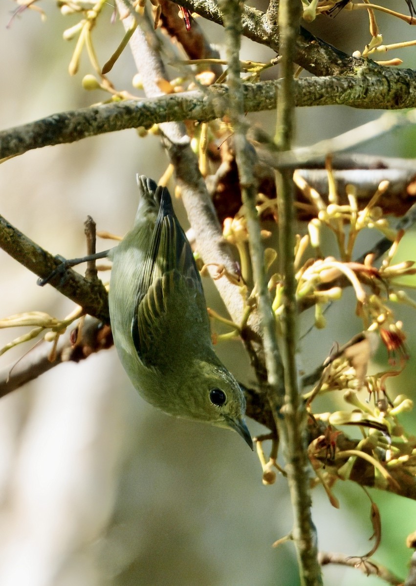 Plain Flowerpecker - ML646782151