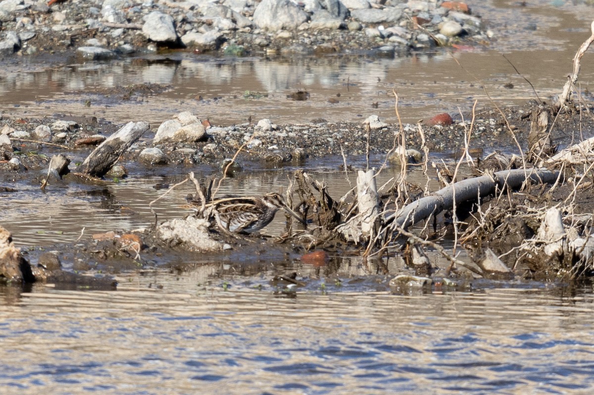 kvartbekkasin - ML646782152