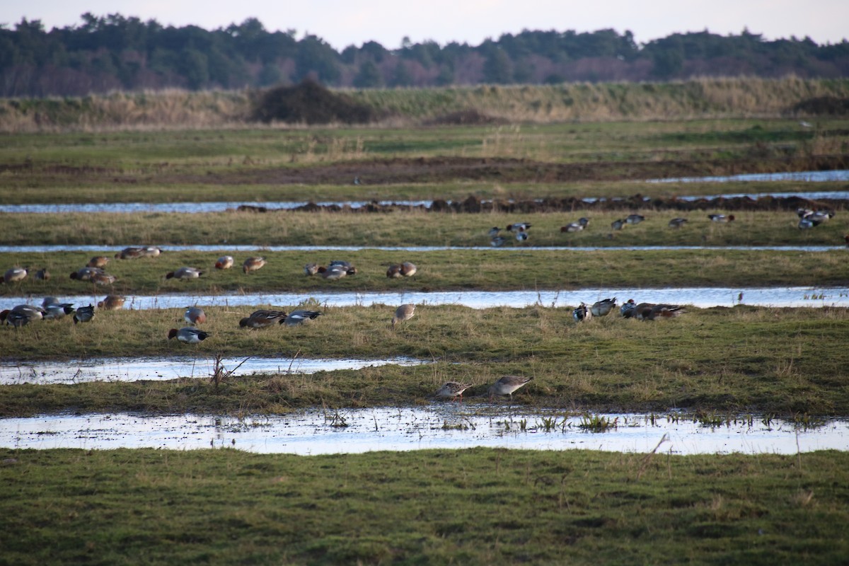 ברווז צהוב-מצח - ML646782153