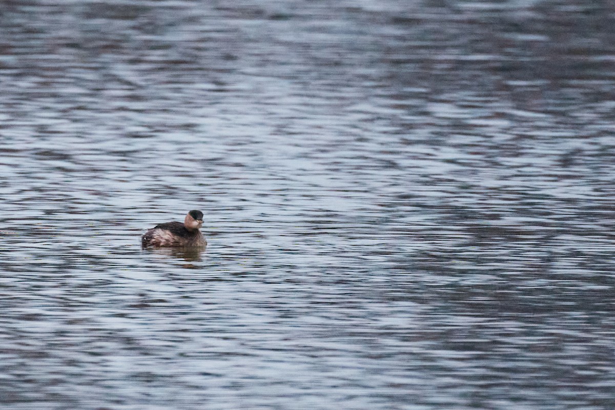 小鸊鷉 - ML646782154