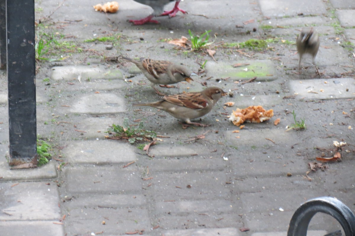 דרור הבית - ML646782155