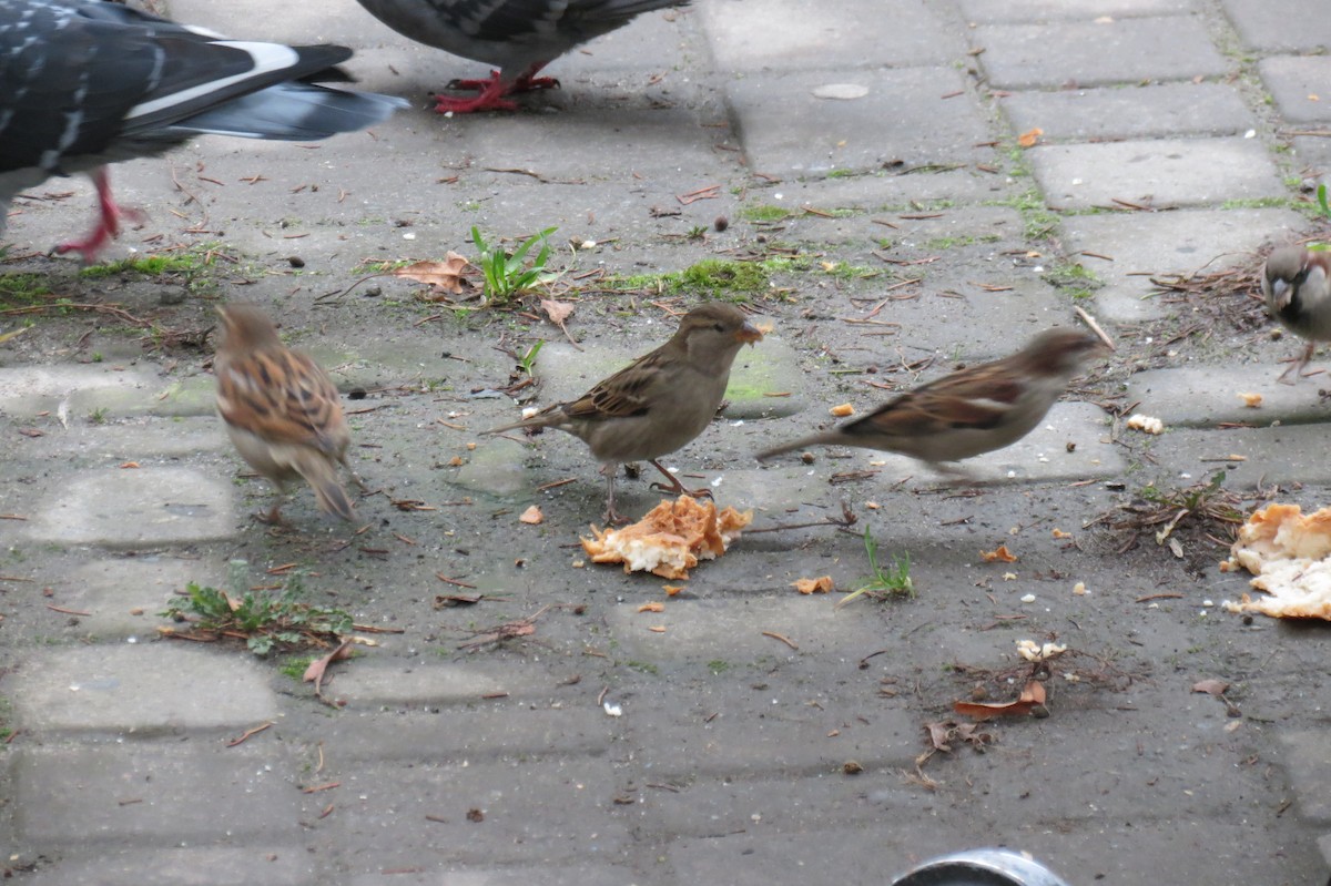 דרור הבית - ML646782156