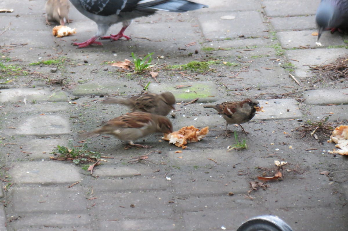 דרור הבית - ML646782157