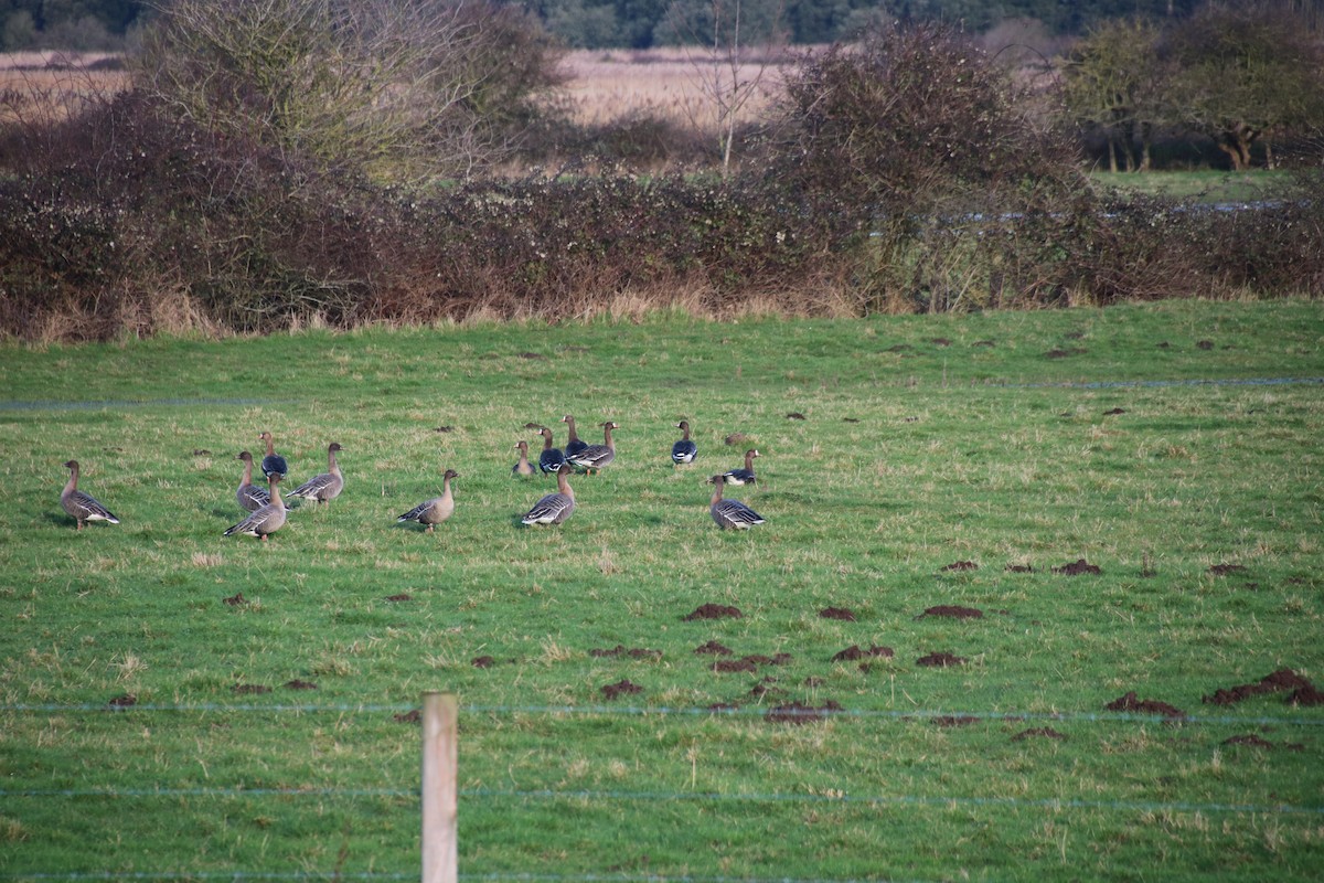 אווז קצר-מקור - ML646782160