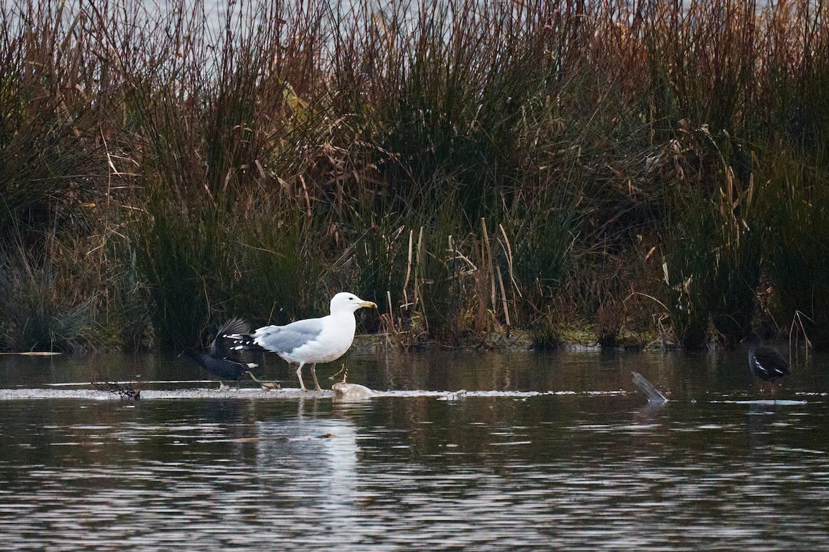 Caspian Gull - ML646782161