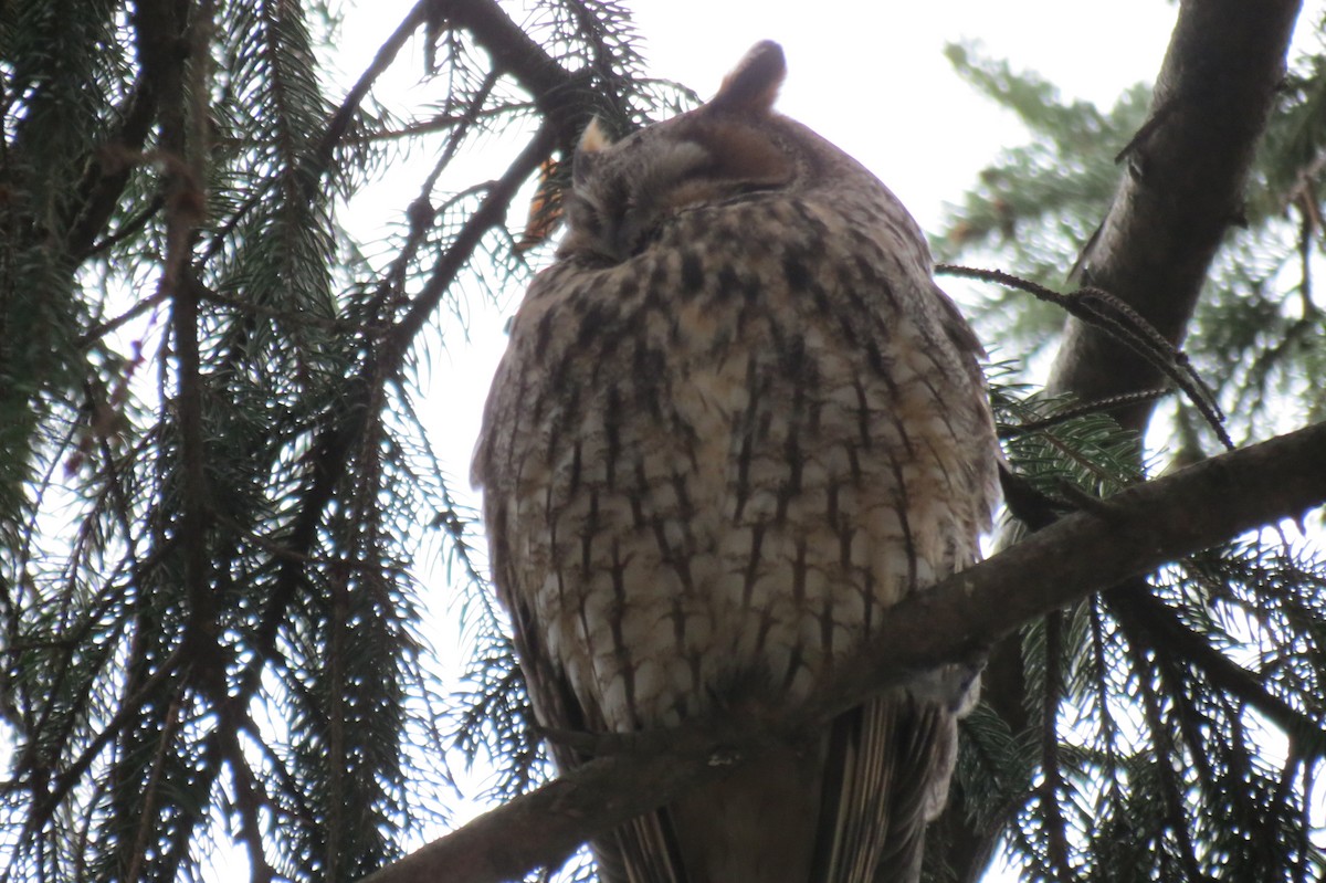 Kulaklı Orman Baykuşu - ML646782168