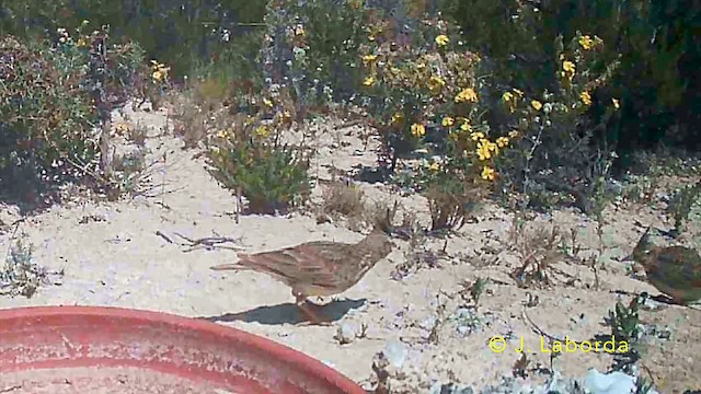 Thekla's Lark - ML646782169