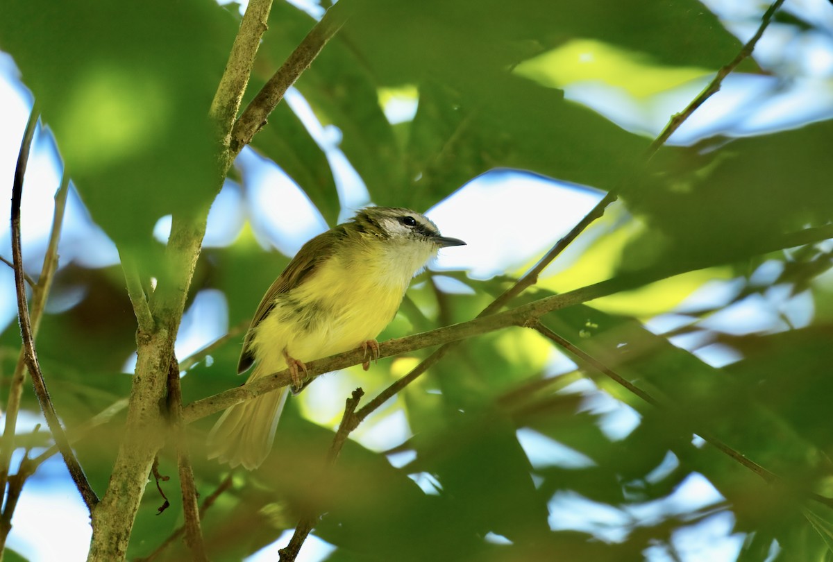 Yellow-bellied Warbler - ML646782170