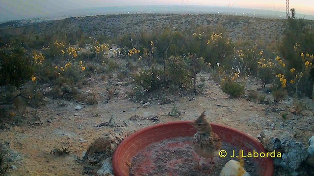 Thekla's Lark - ML646782171