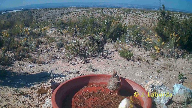 Thekla's Lark - ML646782173